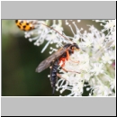 Apechthis compunctor - Schlupfwespe w02c 14mm - OS-Hellern Wiese det06.jpg